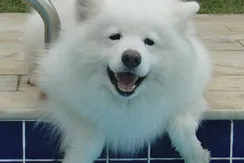 dyghuijok