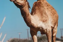 ٢٠٢٠٠٣٢٦_١١٢٨٥٥